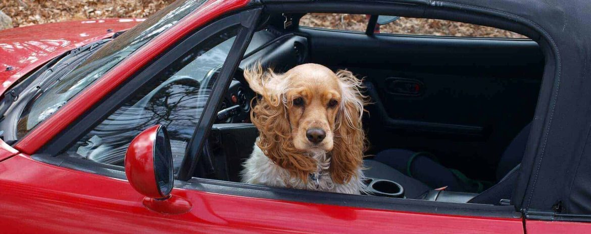 cocker spaniel 89247 19201 4