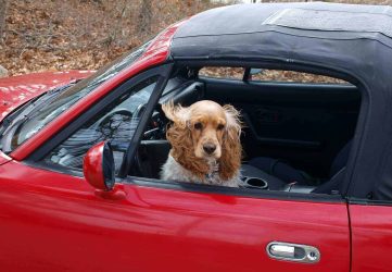 cocker spaniel 89247 19201 4